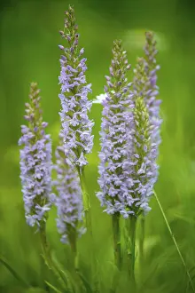 High Resolution Plants Prints: Toadwort, large handelwurt