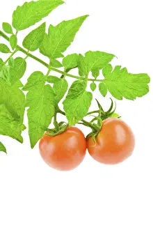 Tomato Close Up Prints: Tomato with foliage of tomato