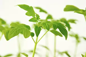 Vitamin Rich Tomatoes Prints: Tomato plants