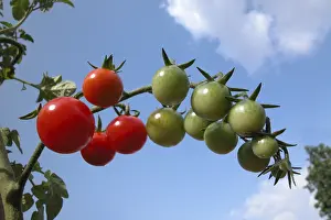 Red Tomatoes Prints: Tomatoes