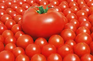 Red Tomatoes Prints: Tomatoes