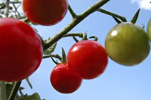 Red Tomatoes Prints: Tomatoes