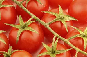 Food Photography Studio Shots Prints: Tomatoes
