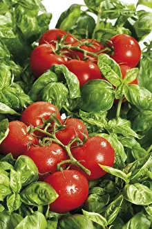 Vegetable Photography Prints: Tomatoes on basil