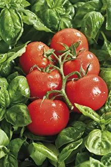 Vegetable Photography Prints: Tomatoes on basil