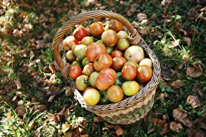 Autumn Color Palette Prints: Tomatoes in a basket