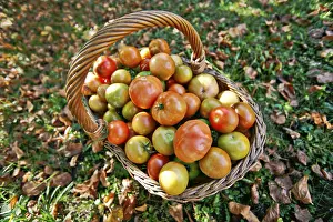 Healthy Eating Vegetables Prints: Tomatoes in a basket