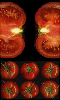 Collage Technique Prints: Tomatoes Print on Black Square Frame
