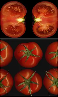 Agricultural Symbolism Prints: Tomatoes collage composition nested on a black square frame