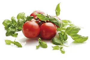 Fresh Tomatoes Prints: Tomatoes on the vine with basil