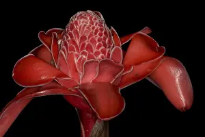 Rainforest Plant Life Prints: Torch Ginger or Emperor's Sceptre