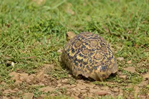 Prints of A tortoise with a decoratively patterned shell crawls across grassy ground, leopard tortoise (Geochelone pardalis), Masai Mara National Reserve, Narok County, Kenya Tortoise Prints: Leopard Tortoise Print, Masai Mara National Reserve, Kenya