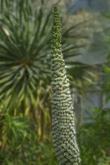 Botanical Garden Erlangen Prints: Tower of jewels (Echium simplex)