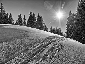 Backlit Tree Silhouette Prints: Trace of skis in front of trees
