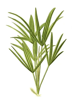 Chinese Windmill Palm Prints: Trachycarpus excelsus, Rhapis excelsa