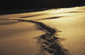 Bavaria Winter Scene Prints: Track in deep snow at sunset