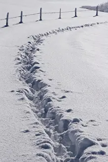 Open Air Winter Scenes Prints: Tracks in the deep snow