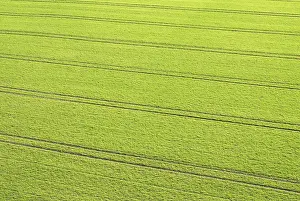 Farmland Cultivation Prints: Tracks of a tractor in winter wheat fields