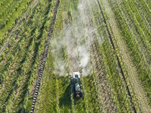 Tractor In Vineyard Prints: A tractor pulls dust behind it as it drives through thick vines