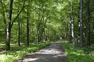 Deserted Hiking Trail Prints: Trail, forest trail, forest, spring