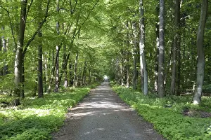 Odenwald Forest Prints: Trail, forest trail, forest, spring