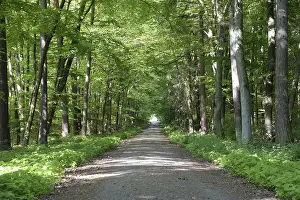 Uninhabited Beech Tree Forest Prints: Trail, forest trail, forest, spring