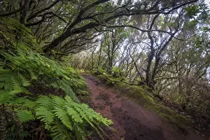 Southern Europe Vacation Spots Prints: Trail through the laurel forest