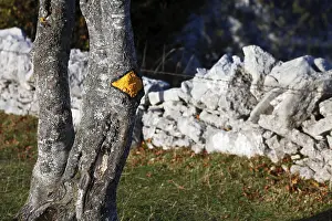 European Directional Signs Prints: Trail marker on a tree next to a drywall