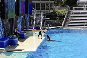 Seaworld San Diego Prints: A trainer attends to an orca, (Orcinus orca)