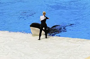 Seaworld San Diego Prints: A trainer interacts with an orca (Orcinus orca) at the edge of a pool during a demonstration