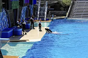 Marine Mammal Performance Prints: Trainers perform a show withOrcas