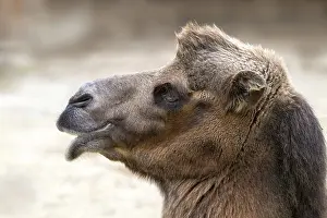 Bactrian Camel Prints: Trampelus (Camelus bactrianus)