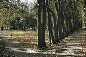 Deserted Countryside Scenery Prints: A tranquil pathway lined with tall trees