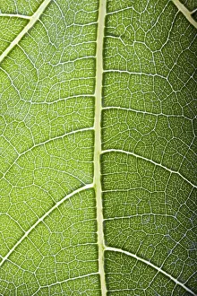 Deciduous Tree Leaves Prints: Detail of transparent fig leaf