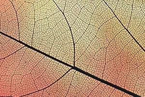 Uninhabited Waterfront Scene Prints: Transparent leaf with orange backlight