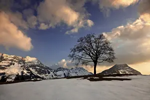 European Mountainous Landscape Prints: Tree in the Alpstein mountain range at sunset