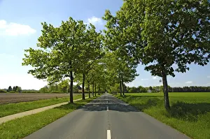 Empty Highway Prints: Tree avenue