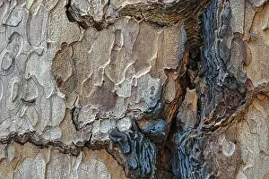 Giant Sequoia Tree Prints: Tree bark with coloured structures