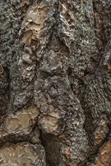 Close Up Tree Trunk Prints: Tree bark forms an intricate pattern of rugged