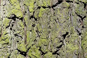 Close Up Tree Detail Prints: Tree bark, Pear Tree (Pyrus communis)
