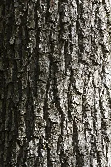 Tree Bark Texture Prints: Tree bark texture with shadow and grident lighting