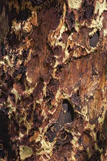 Wood Pattern Design Prints: Tree bark as texture, wood, pattern