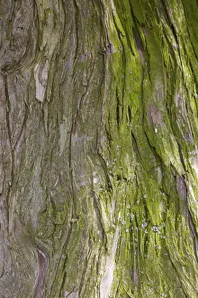Central Europe Nature View Prints: Tree bark, tree trunk, background