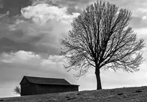 Atmospheric Light Scene Prints: The tree by the barn