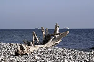 Coastal Nature Scene Prints: Tree on the beach