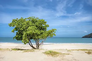 Images Dated 22nd October 2024: Beach Scene Print with Tree and Blue Sky