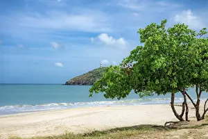 Images Dated 22nd October 2024: Tree on a Beach Print