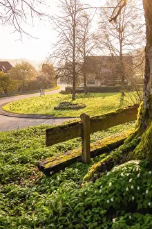 German Village Landscape Prints: A tree with a bench in front of it