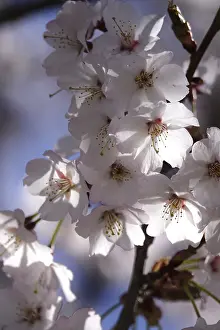 Spring In Germany Prints: Tree blossom in spring, Germany
