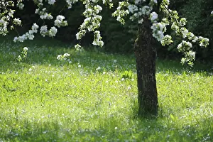 Springtime Flowering Trees Prints: Tree blossum